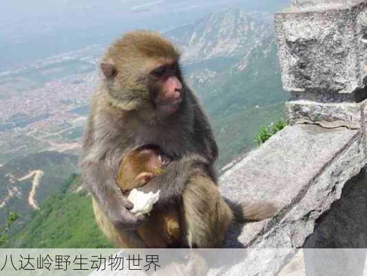 八达岭野生动物世界