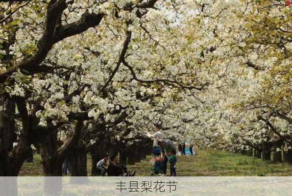 丰县梨花节