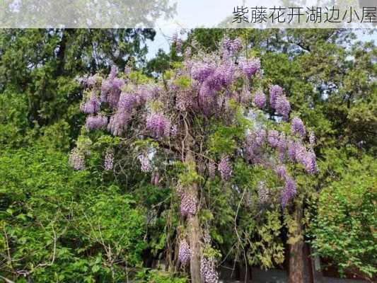 紫藤花开湖边小屋