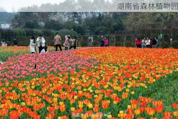 湖南省森林植物园