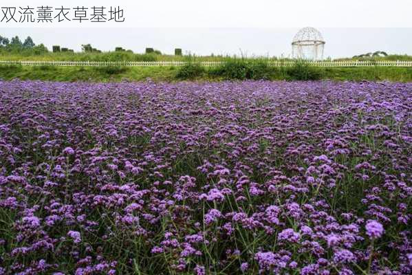 双流薰衣草基地