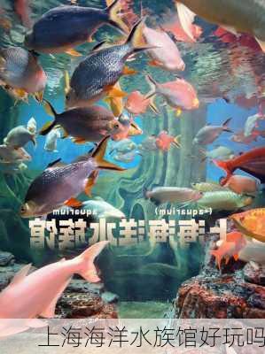 上海海洋水族馆好玩吗