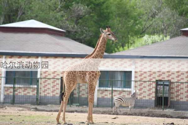 哈尔滨动物园