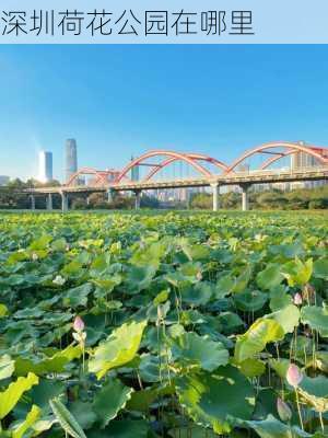 深圳荷花公园在哪里