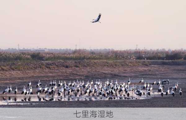 七里海湿地