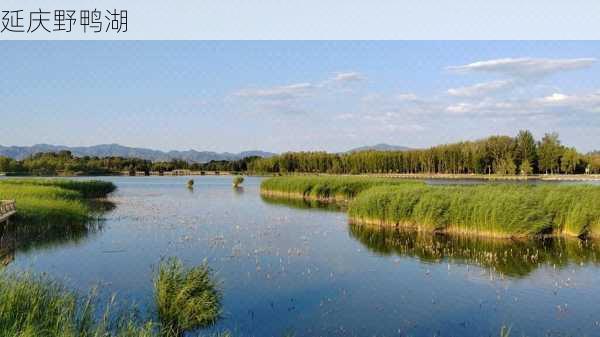 延庆野鸭湖