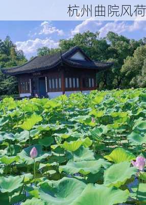 杭州曲院风荷