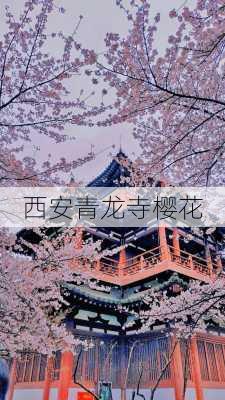 西安青龙寺樱花