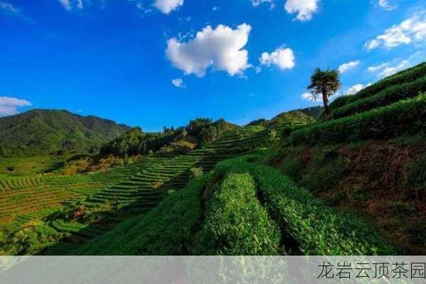 龙岩云顶茶园