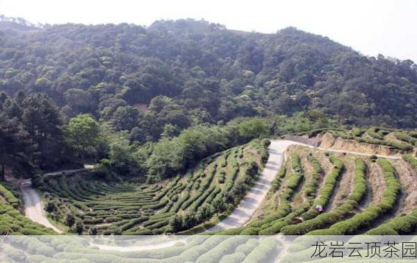 龙岩云顶茶园