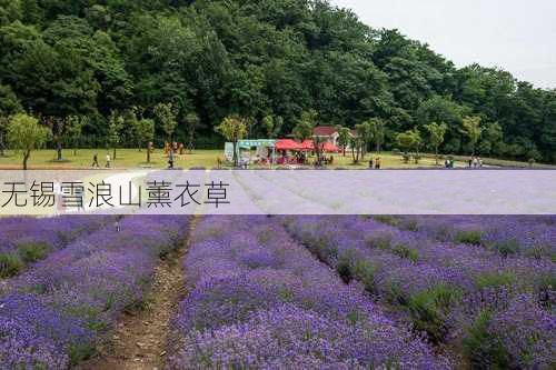 无锡雪浪山薰衣草