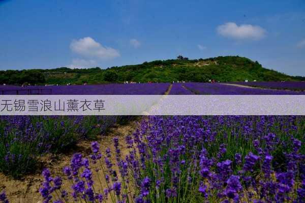 无锡雪浪山薰衣草