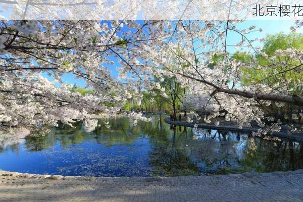 北京樱花