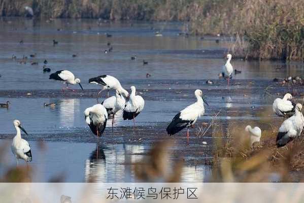 东滩候鸟保护区