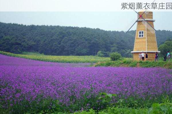 紫烟薰衣草庄园