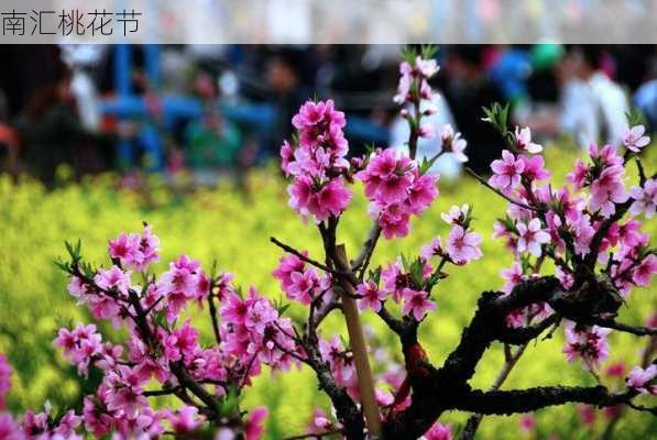 南汇桃花节