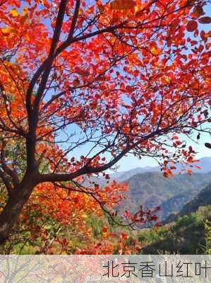 北京香山红叶