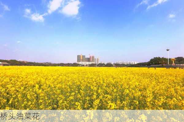 桥头油菜花