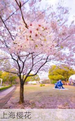 上海樱花