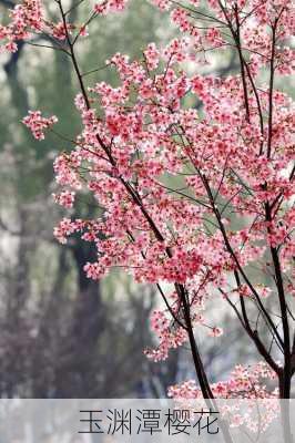 玉渊潭樱花