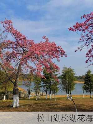 松山湖松湖花海