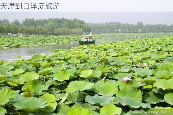 天津到白洋淀旅游