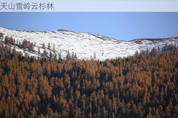 天山雪岭云杉林