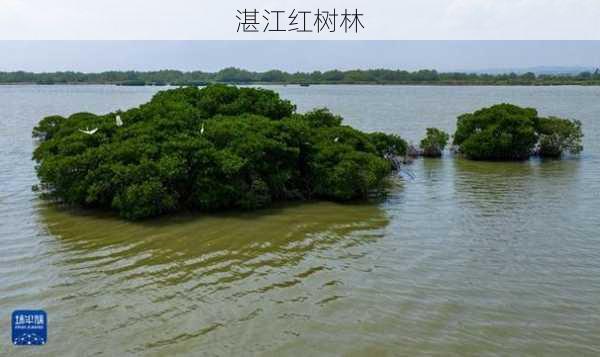 湛江红树林