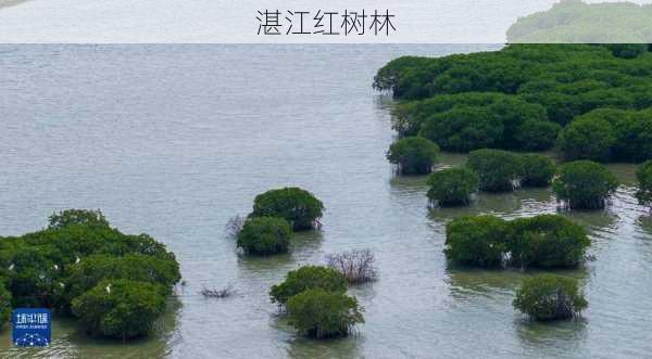 湛江红树林