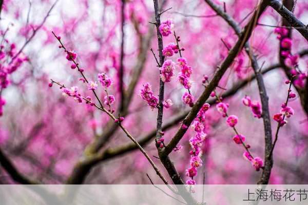 上海梅花节