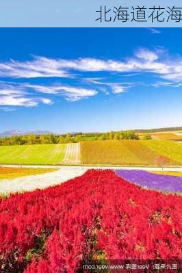 北海道花海