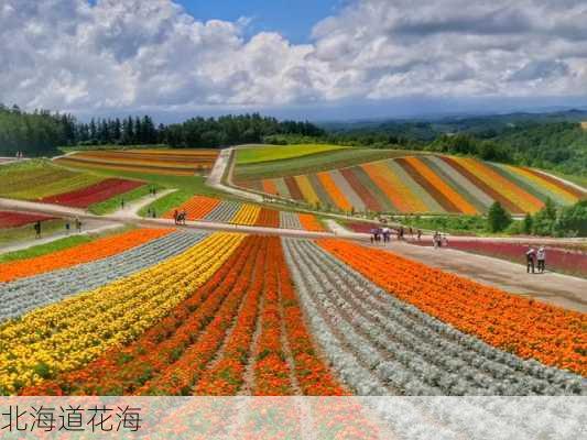 北海道花海