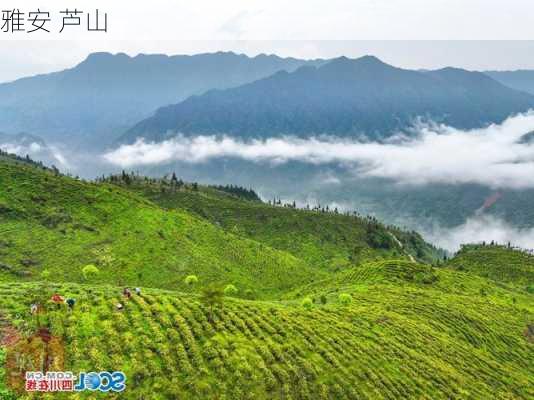 雅安 芦山