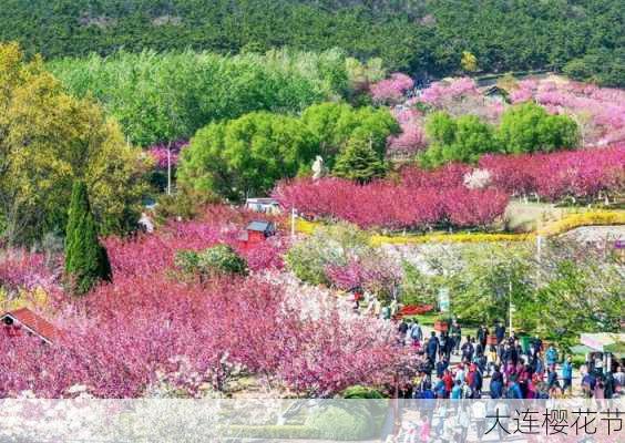 大连樱花节