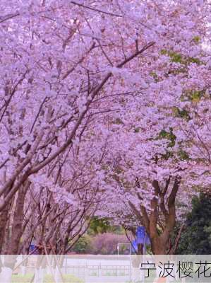 宁波樱花