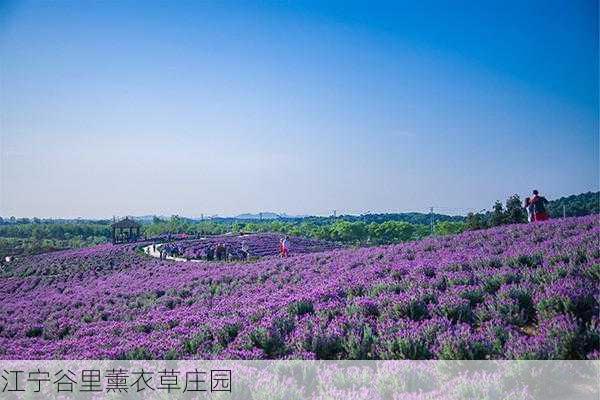 江宁谷里薰衣草庄园