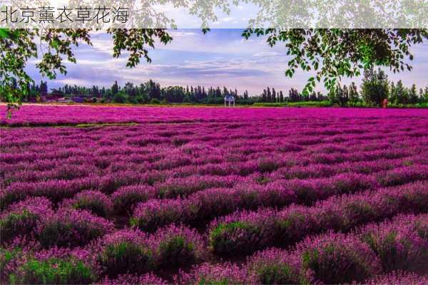 北京薰衣草花海