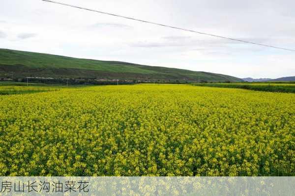 房山长沟油菜花