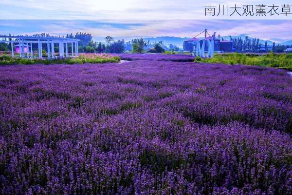 南川大观薰衣草