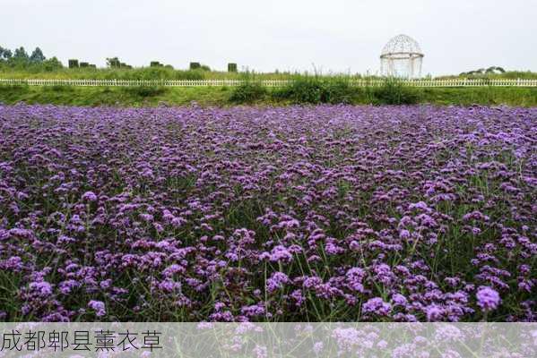 成都郫县薰衣草