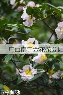 广西南宁金花茶公园