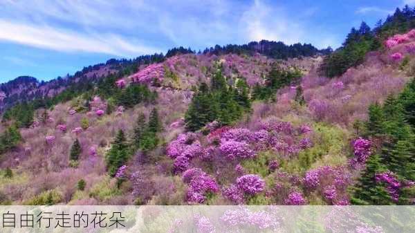 自由行走的花朵