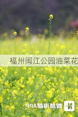 福州闽江公园油菜花