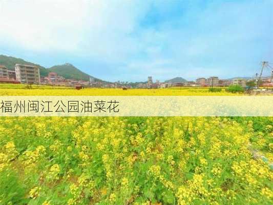 福州闽江公园油菜花