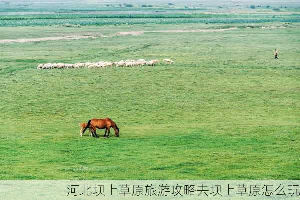 河北坝上草原旅游攻略去坝上草原怎么玩