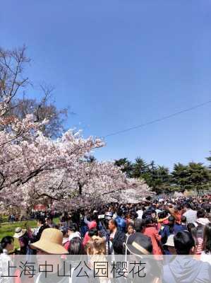 上海中山公园樱花