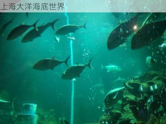 上海大洋海底世界