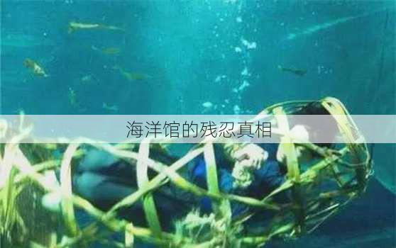 海洋馆的残忍真相