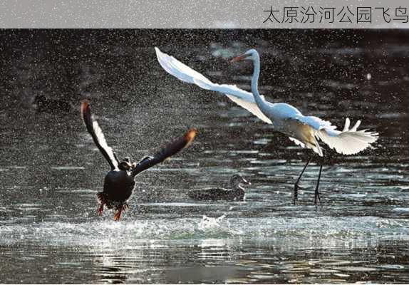 太原汾河公园飞鸟