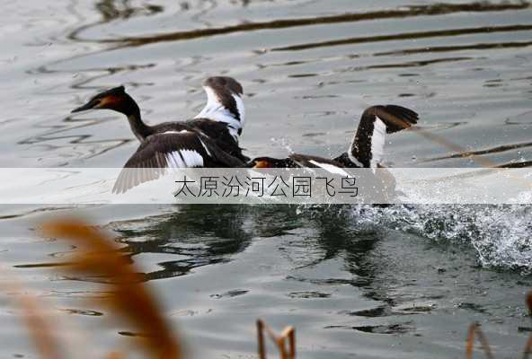 太原汾河公园飞鸟